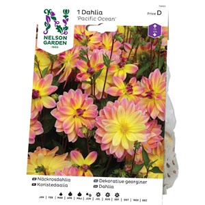 Vårlök Nelson Garden Näckrosdahlia Pacific Ocean Hög, Gul/orange