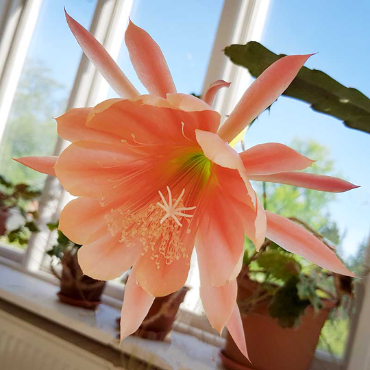 Bladkaktus 'King Midas'