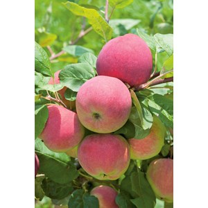 Äpple Röd Melba Svagväxande