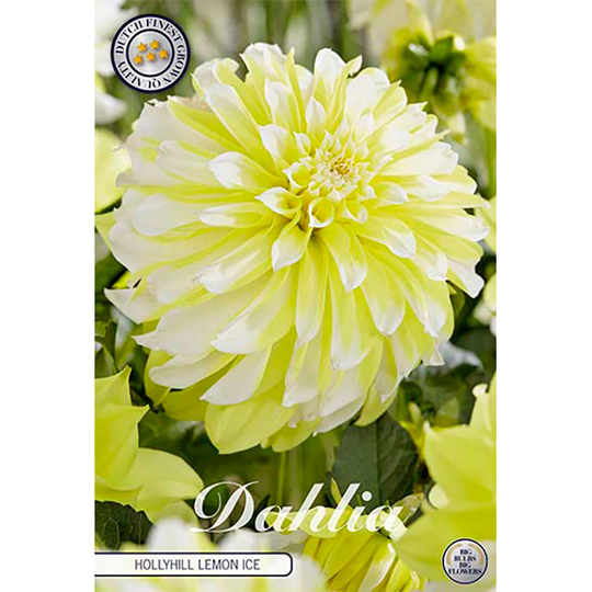 Dekorativdahlia 'Hollyhill Lemon Ice'