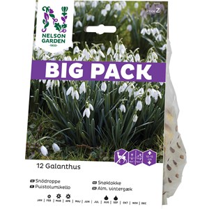 Höstlök Nelson Garden Snödroppe Vit Big Pack