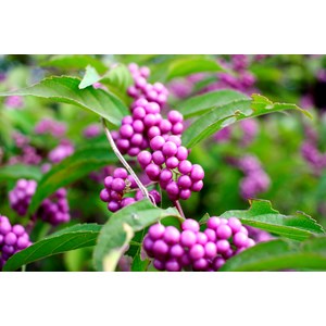 Glasbär 'Profusion', 1-pack