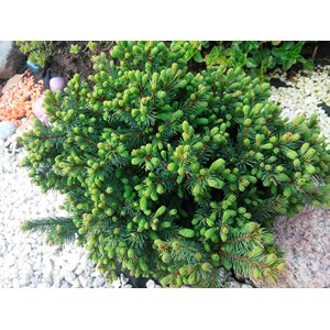 Vitgran 'Echiniformis', 3-pack