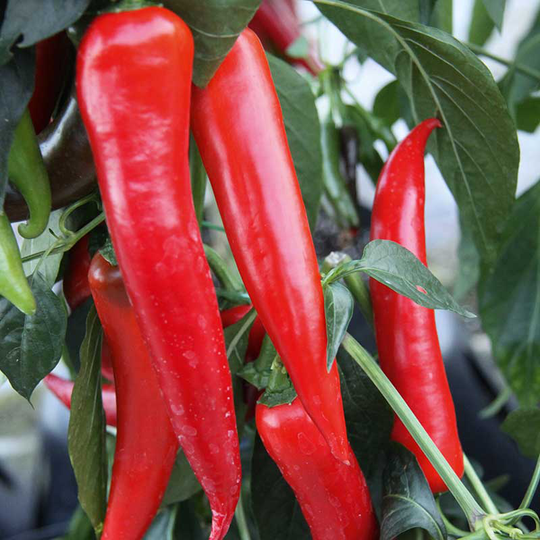 Paprika 'Red Temptation'