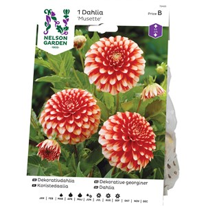 Vårlök Nelson Garden Dekorativdahlia Musette Låg