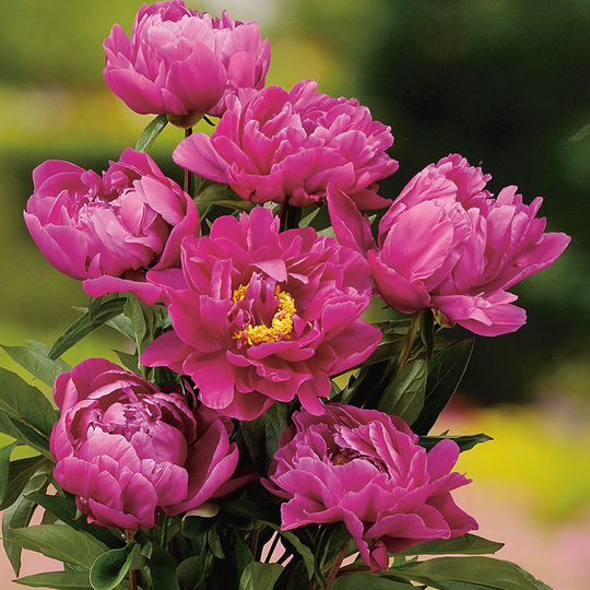 Luktpion 'Karl Rosenfield' 2L, 2-pack