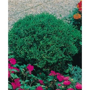 Dvärgtuja 'Tiny Tim', 25-30 cm 3-pack