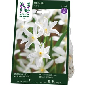 Höstlök Nelson Garden Stor Vårstjärna Alba