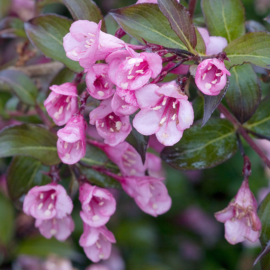 Rosenprakttry 'Alexandra'