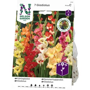 Vårlök Nelson Garden Fjärilsgladiol, Blandade färger