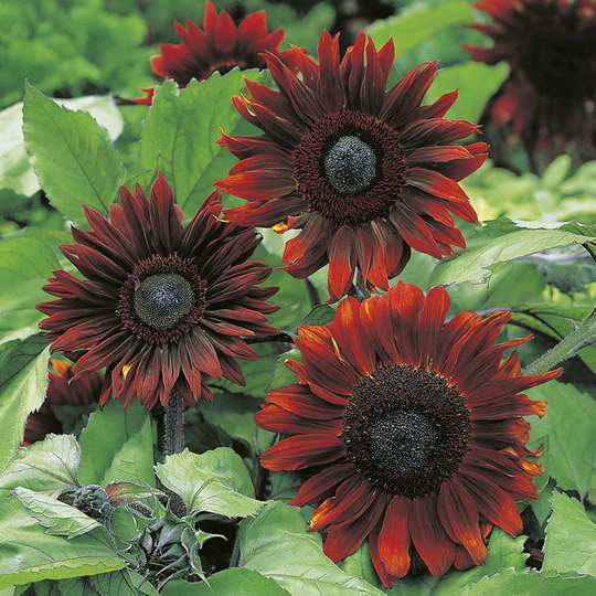 Solros 'Claret' F1