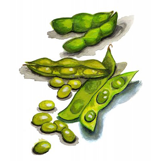 Sojaböna 'Edamame Summer Shell'