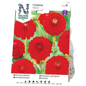 Vårlök Nelson Garden Pompondahlia Nescio Hög, Röd