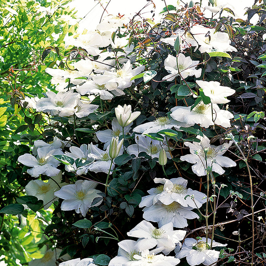 Klematis 'Mevrouw le Coultre'