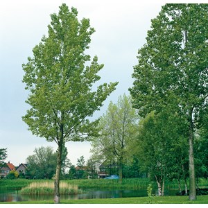 Pelarasp