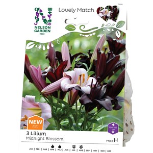 Vårlök Nelson Garden Lilja Midnight Blossom Lovely Match