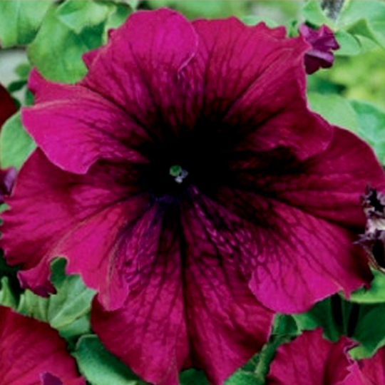 Doftpetunia Touha Burgundy
