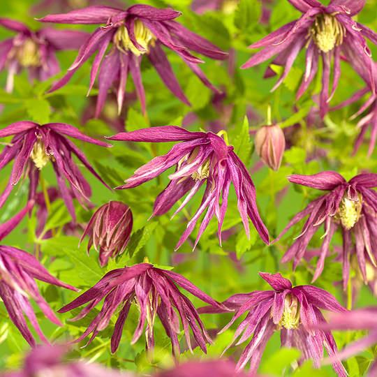 Klematis 'Octopus'