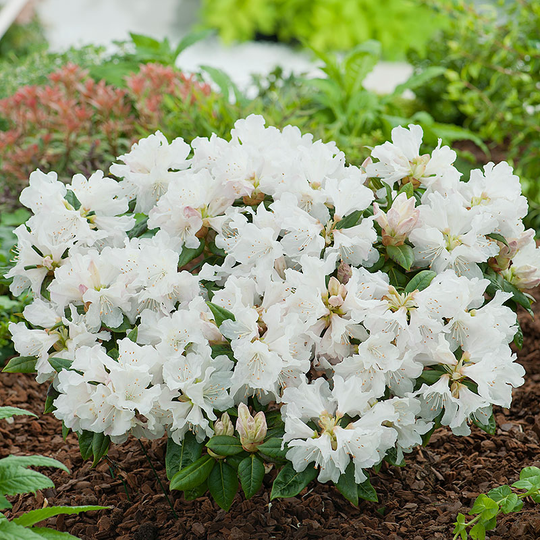 Rhododendron 'Dora Amateis'
