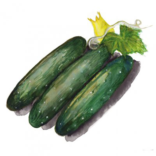 Gurka 'Marketmore'