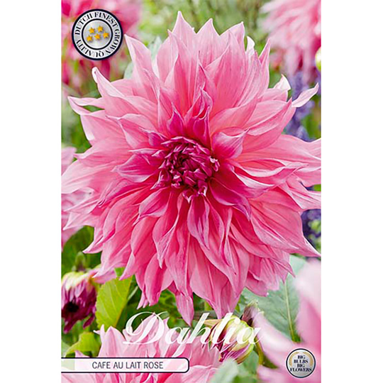 Dekorativdahlia 'Café au Lait Rosé'