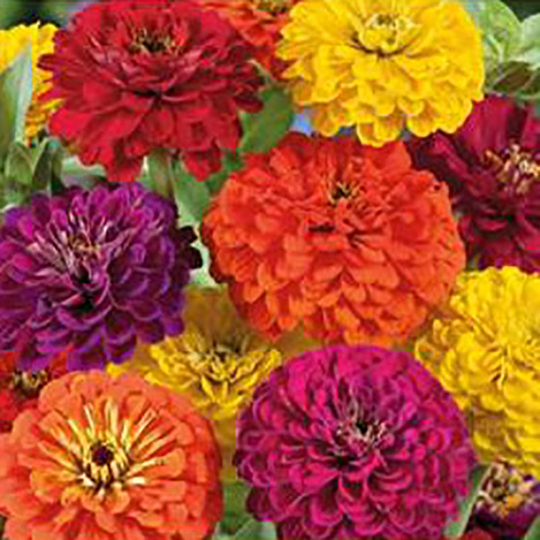 Zinnia Diablo