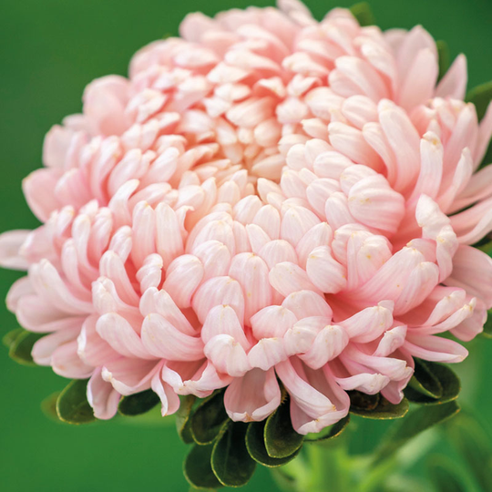 Sommaraster 'Tower Chamois'