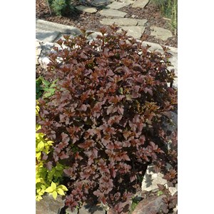 Smällspirea rödbladig 'Diabolo' CO 10-pack
