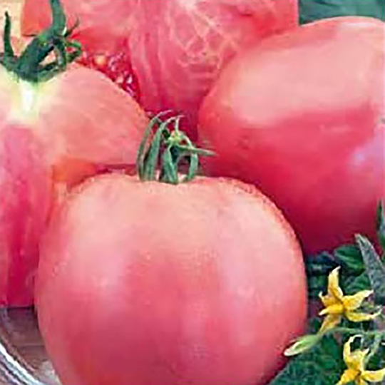 Tomat 'Esmira'