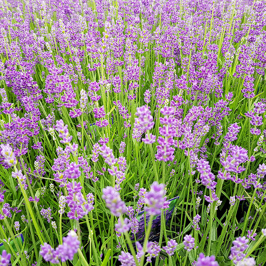Lavendel 'Munstead'