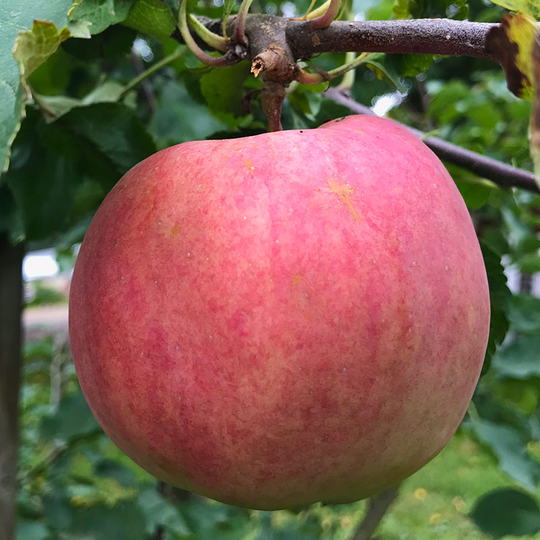 Ympris äpple ’Aroma’