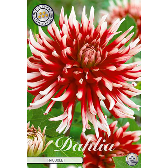 Kaktusdahlia 'Friquolet'