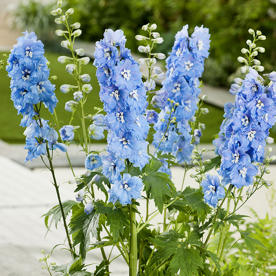 Trädgårdsriddarsporre 'Blue Bird', 3-pack