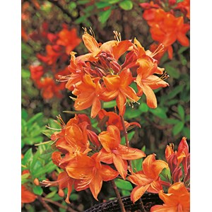 Azalea 'Knaphill Golden Eagle' 10-pack
