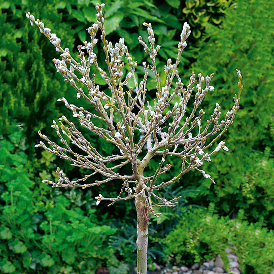 Alpvide, Salix helvetica