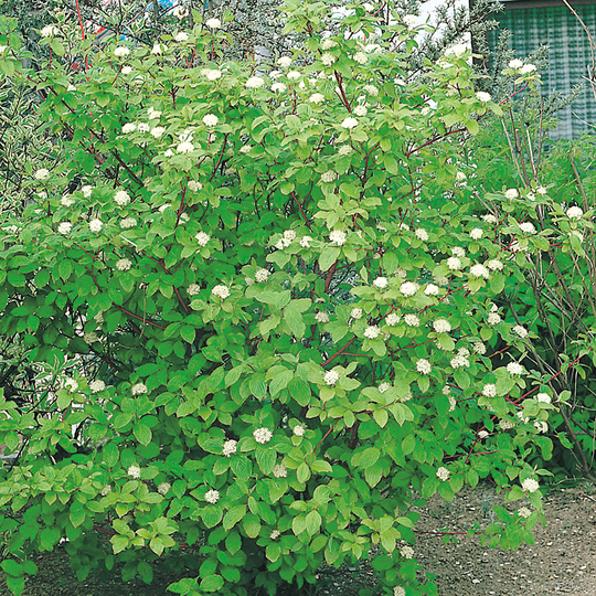 Korallkornell 'Sibirica'