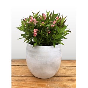 Rosenprakttry 'All Summer Peach', 1-pack