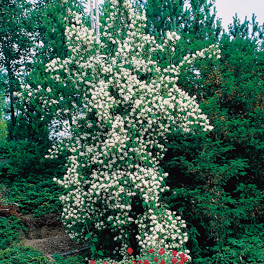 Doftschersmin