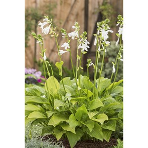 Doftfunkia 'Royal Standard', 6-pack