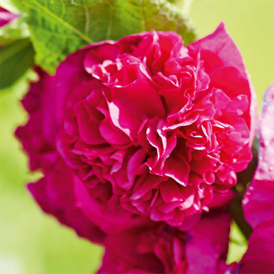 Stockros 'Chaters Violet'