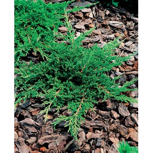 Amerikansk kryp-en 'Prince of Wales', 10-pack