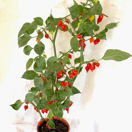 Paprika 'Raindrops'