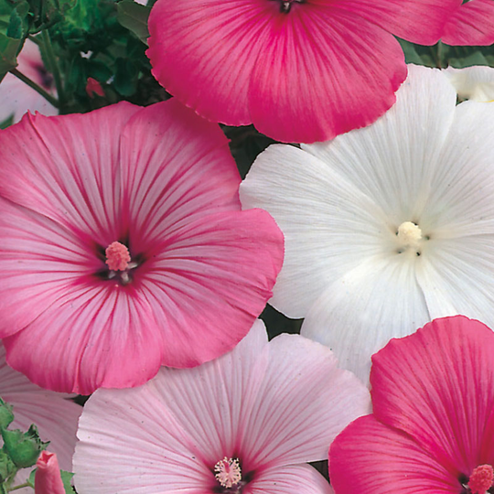 Sommarmalva 'Pastel', mix