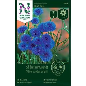 Fröer Nelson Garden Så Året Runt Blåklint Blue Boy
