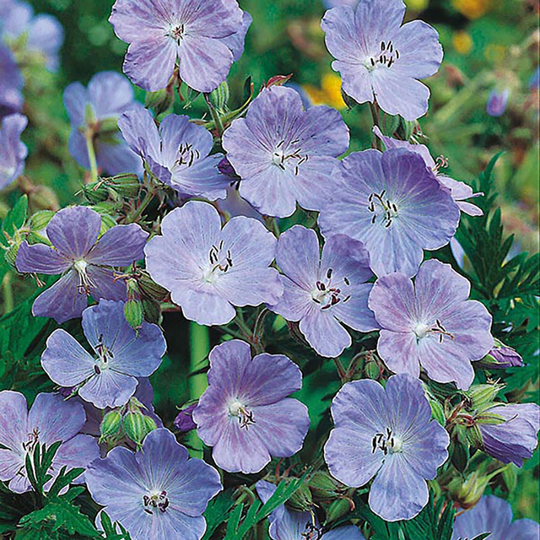 Ängsnäva 'Meadow Cranesbill'