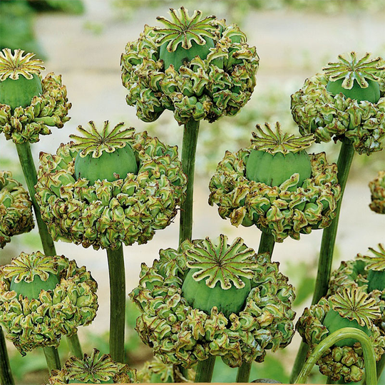 Opiumvallmo ’Hen & Chickens’