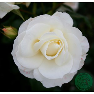 Flerblommig buskros 'Gråsten' 10-pack