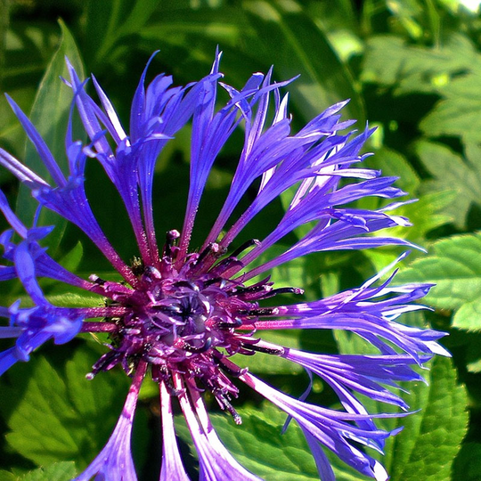 Bergklint 'Montana'