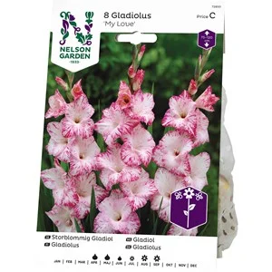 Vårlök Nelson Garden Gladiol Storblommig My Love