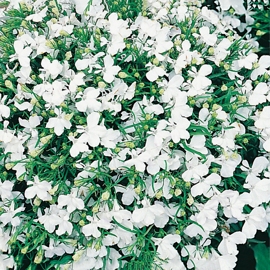 Kaplobelia 'White Lady'